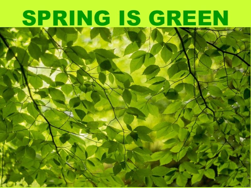 SPRING IS GREEN
