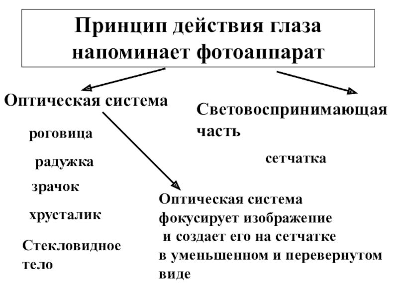 Действие глаз. Принцип действия глаза. Оптическая и рецепторная функция глаза. Оптическая и рецепторная функция глаза таблица. Зрение функции и принципы действия.