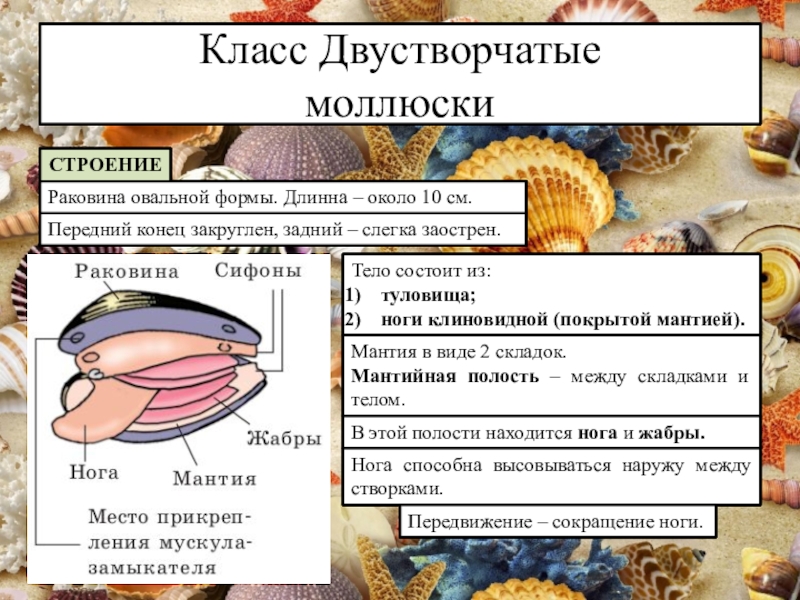 Презентация моллюски 7 класс