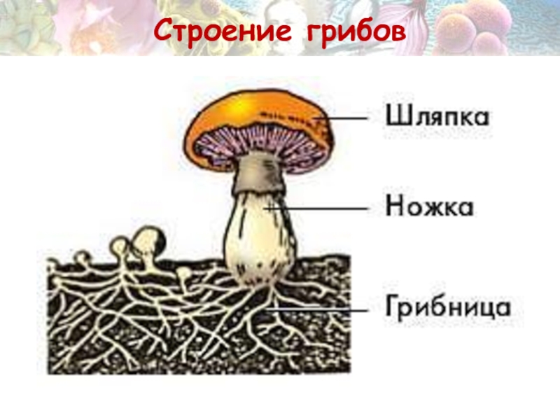 Схема строения гриба