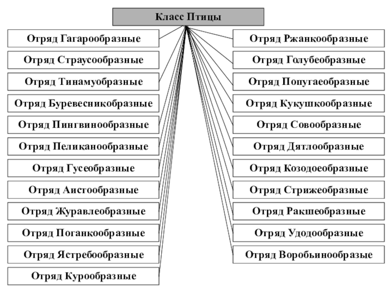 Схема классификации птиц