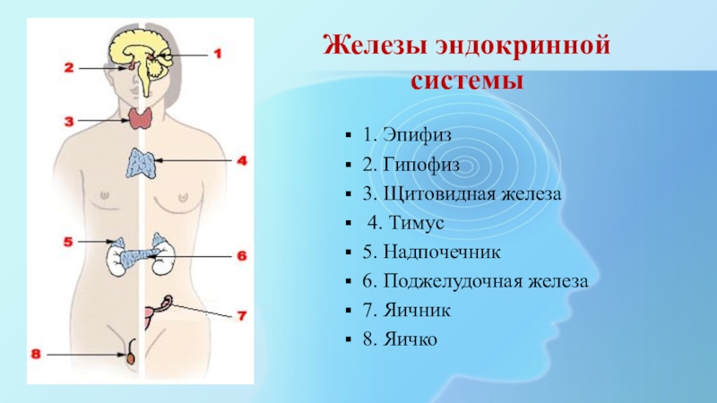 Какая железа обозначена на рисунке 1. Гормоны эндокринной системы тимус. Тимус железа внутренней секреции. Эпифиз железа внутренней секреции. Железа гипофиз эпифиз щитовидная железа.