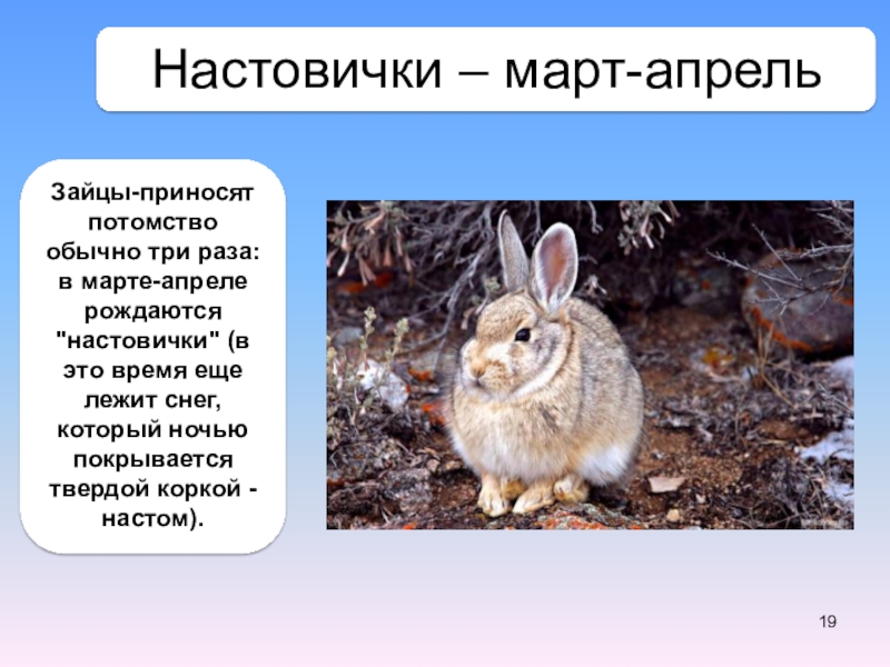 Как зовут зайца. Настовички. Зайцы листопаднички интересные факты. Заяц настовик. Как называют зайчат родившихся осенью.