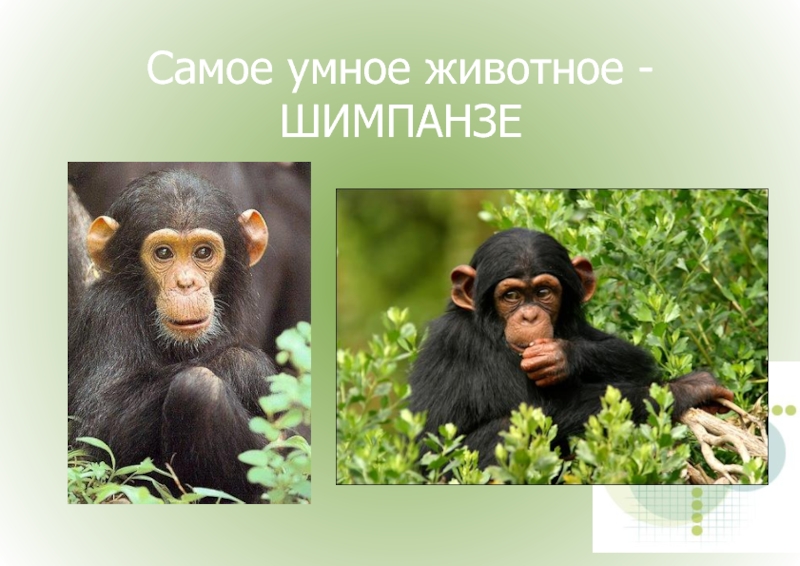 Представление ученые начинают звери умные. Шимпанзе. Шимпанзе самое умное животное. Самое умное существо на земле. Самые умные животные в мире.