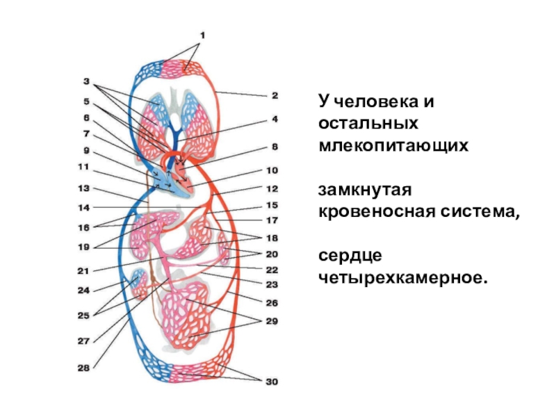 Кровеносная система у млекопитающих замкнутая два круга. Кровеносная система человека замкнутая. Четырехкамерное сердце млекопитающих. Не замкнутая кровеносная система у. Презентация строение и работа сердца.