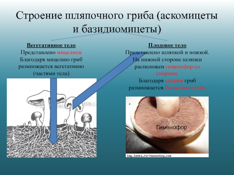 У некоторых грибов нити грибницы представляют собой. Строение плодового тела гриба. Аскомицеты и базидиомицеты. Тело гриба представлено мицелием. Строение вегетативного тела грибов.