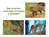 Презентация Как отличить леопарда от ягуара и гепарда