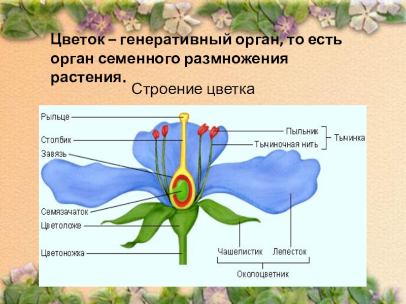 Генеративная часть цветка. Генеративные органы строение цветка. Цветок орган семенного размножения покрытосеменных растений. Цветок орган семенного размножения. Строение генеративных органов растений.