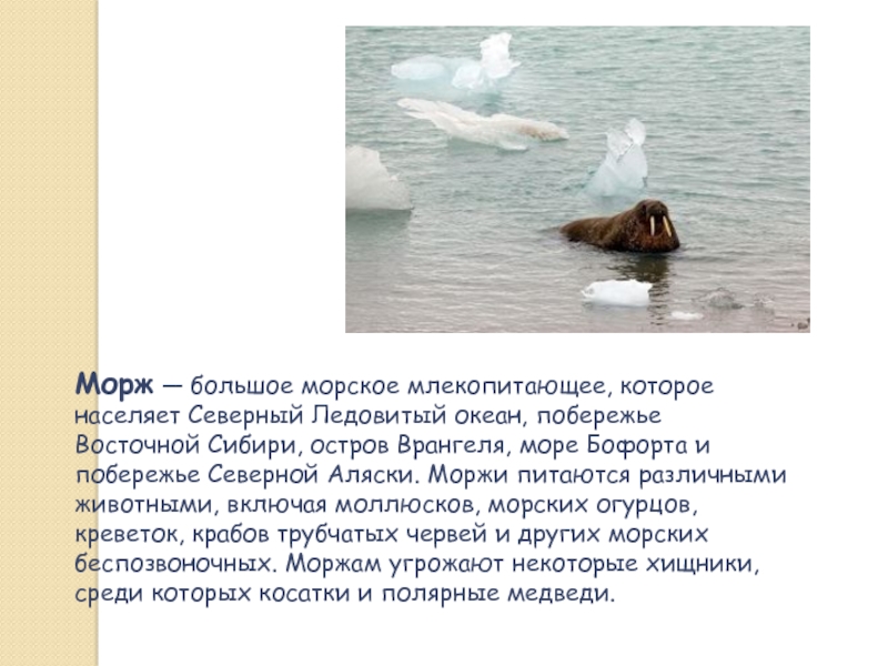 Морж — большое морское млекопитающее, которое населяет Северный Ледовитый океан, побережье Восточной Сибири, остров Врангеля, море Бофорта