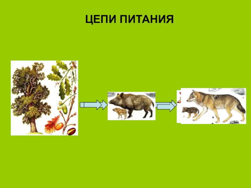 Питание животных окружающий мир 2 класс презентация