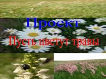 Презентация Пусть цветут травы Проект