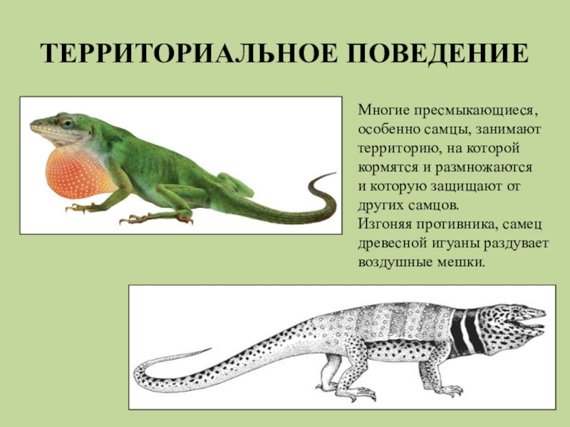 Презентация по древним пресмыкающимся