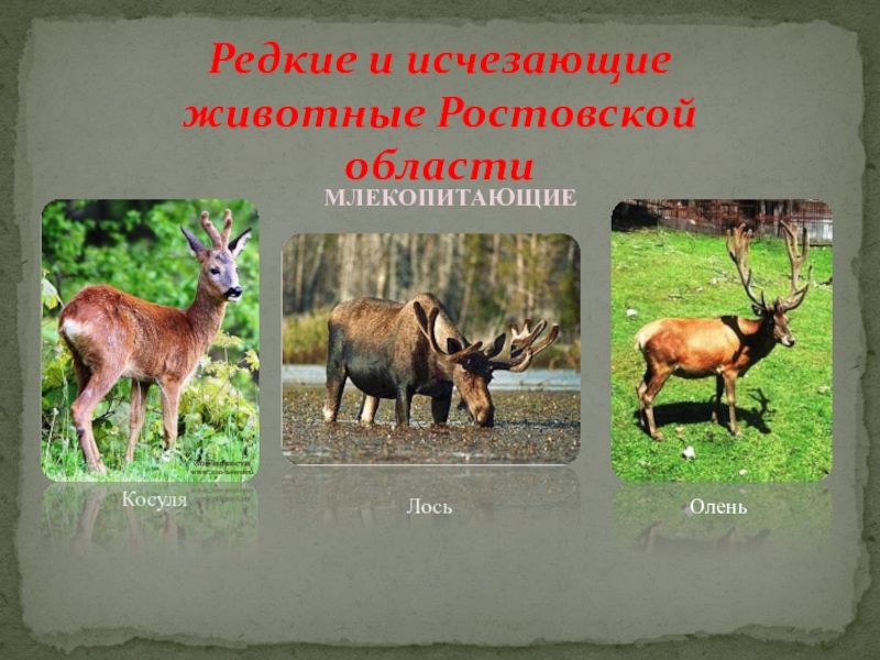 Редкие и исчезающие животные Ростовской областиКосуляЛосьМЛЕКОПИТАЮЩИЕОлень