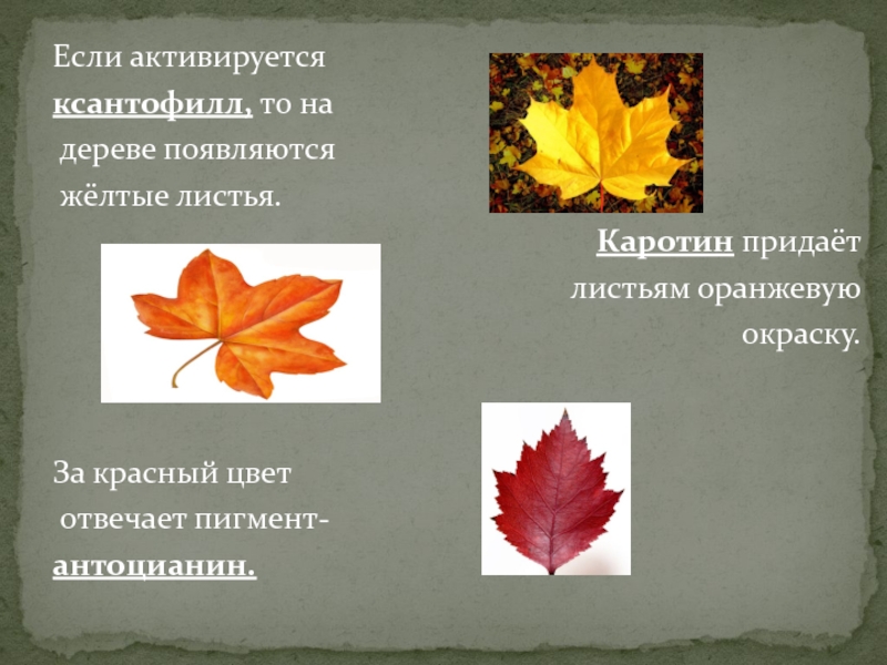 Если активируется ксантофилл, то на дереве появляются жёлтые листья.Каротин придаёт листьям оранжевую окраску.За красный цвет отвечает пигмент-антоцианин.