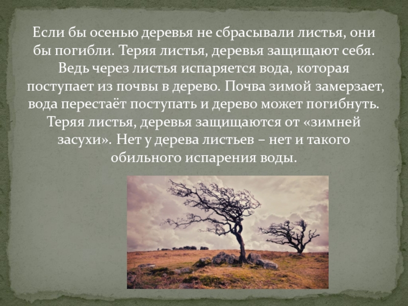 Если бы осенью деревья не сбрасывали листья, они бы погибли. Теряя листья, деревья защищают себя. Ведь через