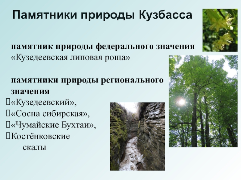 Охраняемый памятник природы. Памятники природы Кемеровской области. Кузедеевская Липовая роща Кемеровской области. Памятник природы липовый остров в Кемеровской области. Кузедеевская Липовая роща памятник природы.