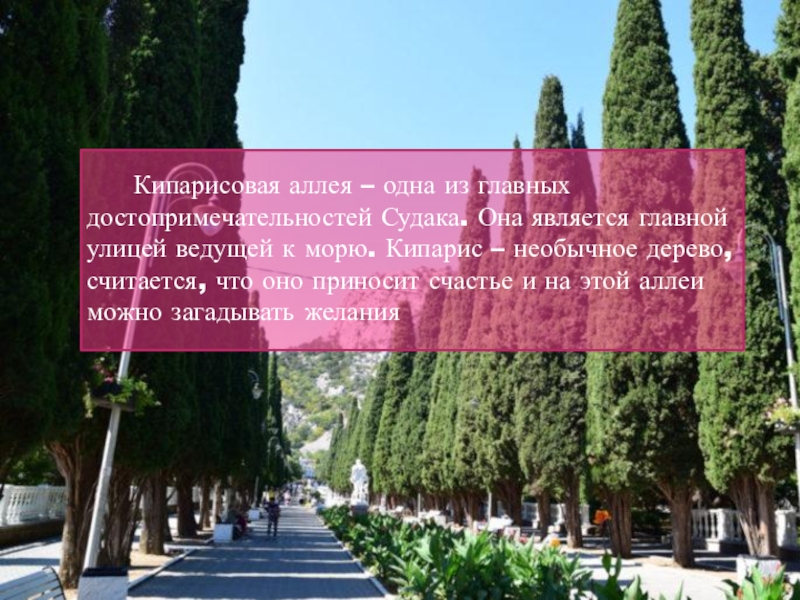 Кипарисовая аллея судак на карте. Кипарисовая аллея Судак. Судак Кипарисовая аллея на карте. Аллея кипарисов Судак. Судак Крым Кипарисовая аллея.