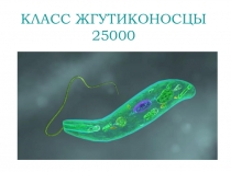 Презентация Класс Жгутиконосцы 7 класс