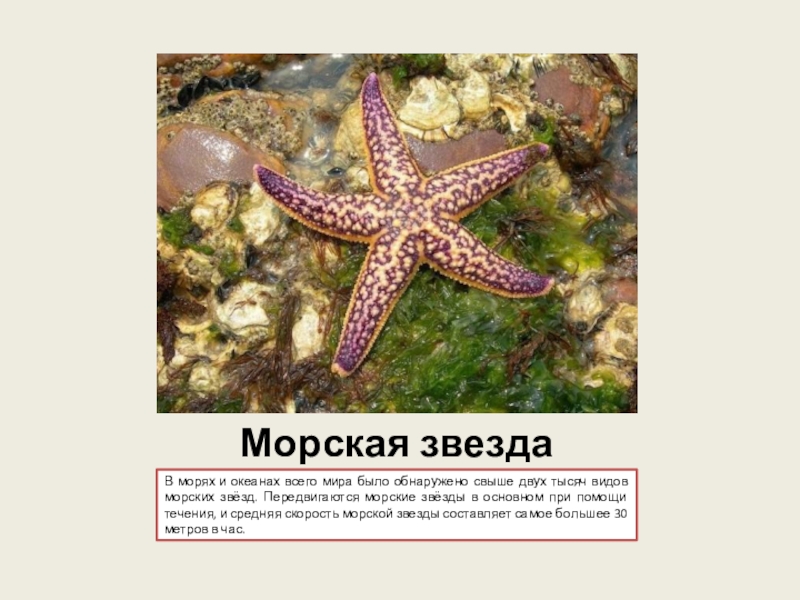 Как передвигается морская звезда фото