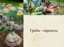Презентация по биологии в 7 классе Грибы паразиты
