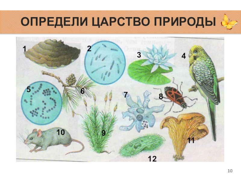 Рисунок сообщество биология 5 класс. Разнообразие организмов. Царство по биологии. Разнообразие живой природы. Разнообразие живых организмов.