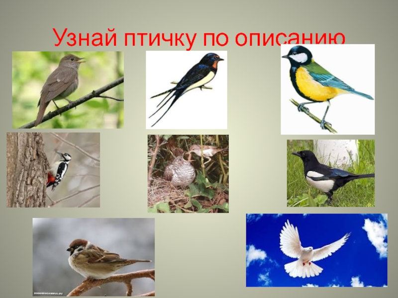 Узнаваемые птицы. Узнай птицу. Определить птицу по описанию. Угадай птицу по описанию. Определить птичку по картинке.