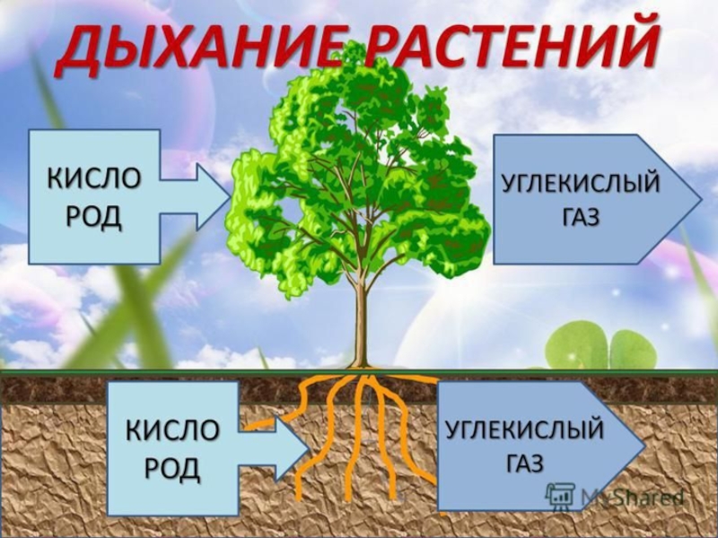 На какой схеме правильно показано дыхание растений