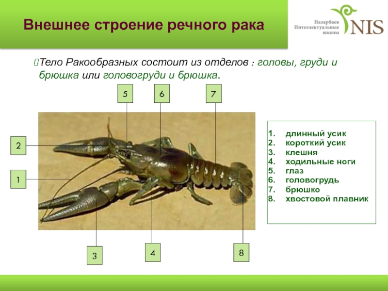 Строение рака. Внешнее строение речного Ракк. Внешнее строение ракообразн. Тело ракообразных состоит из. Наружное строение ракообразных.