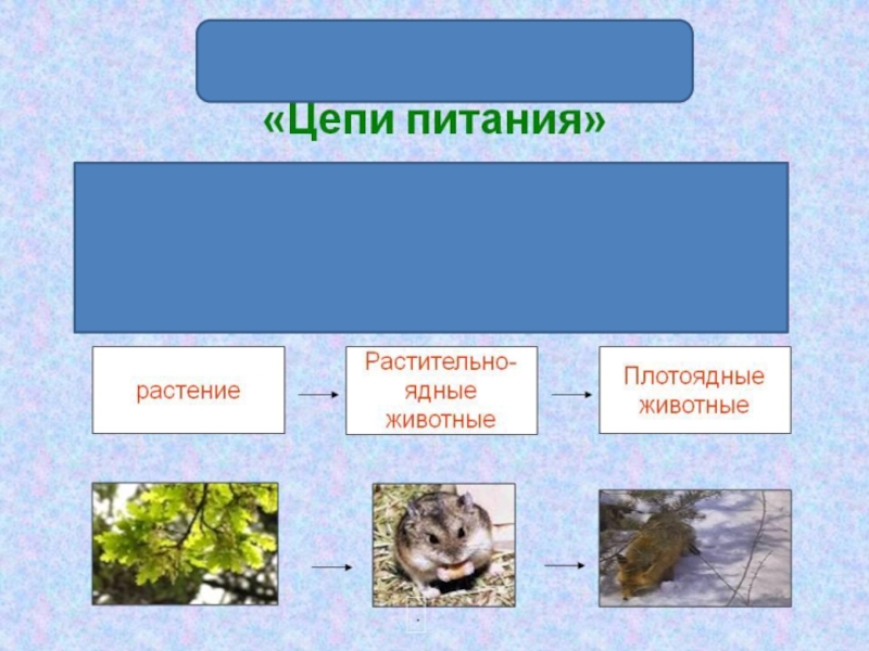 Цепи трава. Цепь питания растений. Пищевая цепь растения. Цепочка растений и животных. Цепи питания от растений.