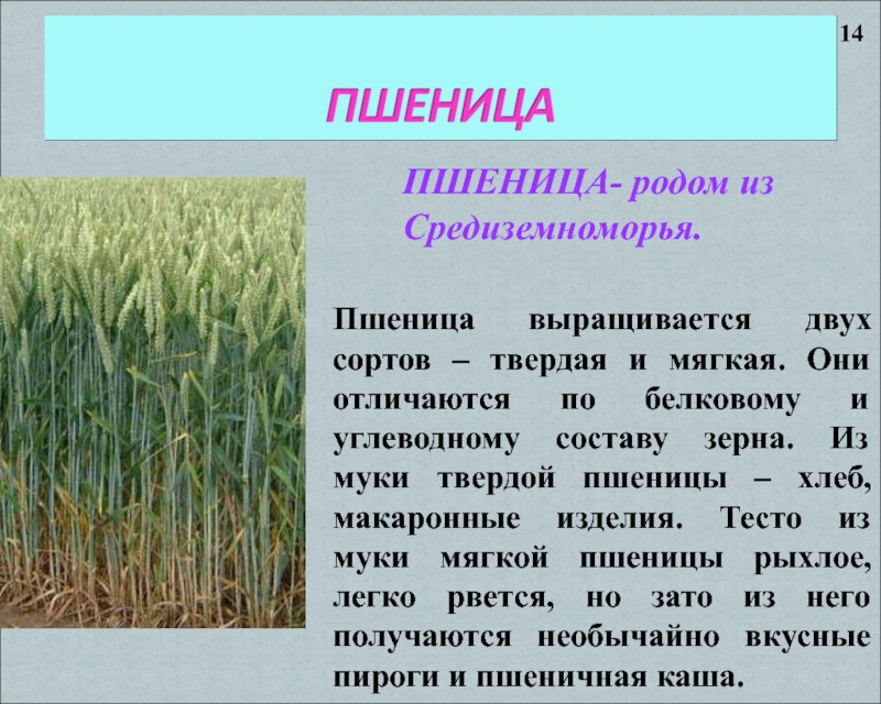ПШЕНИЦА- родом из Средиземноморья.Пшеница выращивается двух сортов – твердая и мягкая. Они отличаются по белковому и углеводному