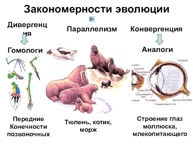 Соотнесите картинки и тип эволюционных изменений