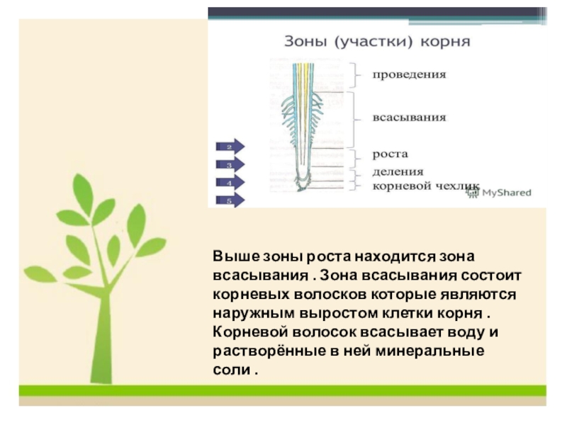 Зона роста. Зона расположена выше зоны роста. Зона всасывания состоит. Из чего состоит зона всасывания. Зона всасывания корня состоит.