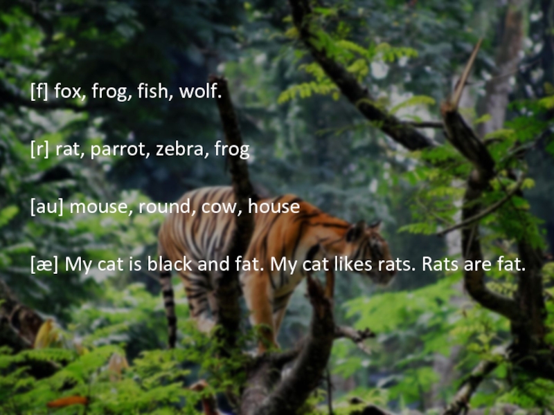 [f] fox, frog, fish, wolf.[r] rat, parrot, zebra, frog[au] mouse, round, cow, house[æ] My cat is black