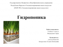 Презентация Гидропоника на примере хлорофитума