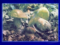 Презентация Паразитические грибы (5-6 класс)