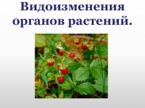 Презентация по биологии на тему: Видоизменения органов растения (6 класс).