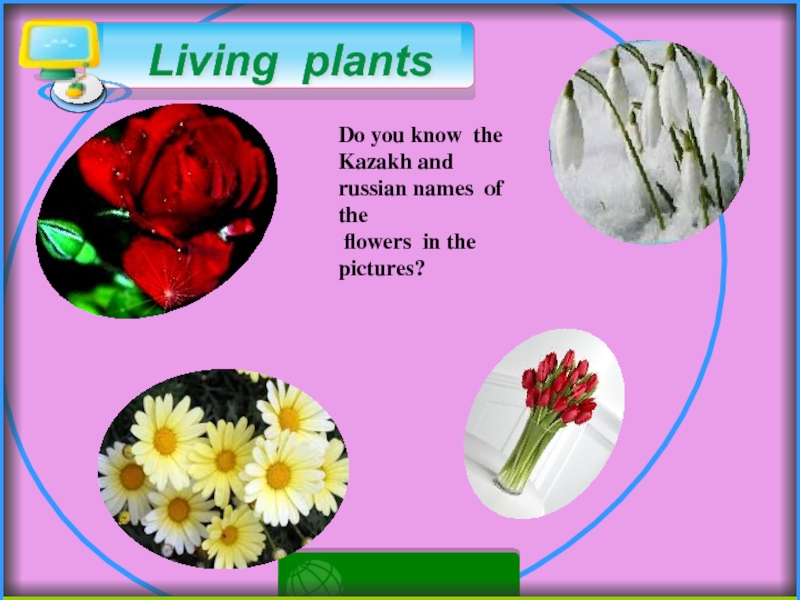 Living plantsDo you know the Kazakh and russian names of the flowers in the pictures?