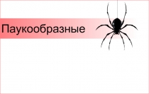Презентация по биологии Пауки 7 класс