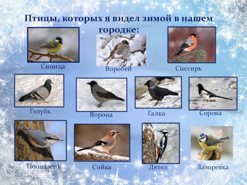 Зимующие птицы москвы