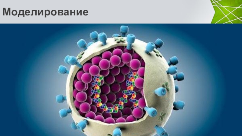 Биологическая модель. Компьютерное моделирование в биологии. Компьютерное моделирование в биологии и экологии. Метод компьютерного моделирования в биологии. Биологические модели компьютерное моделирование.