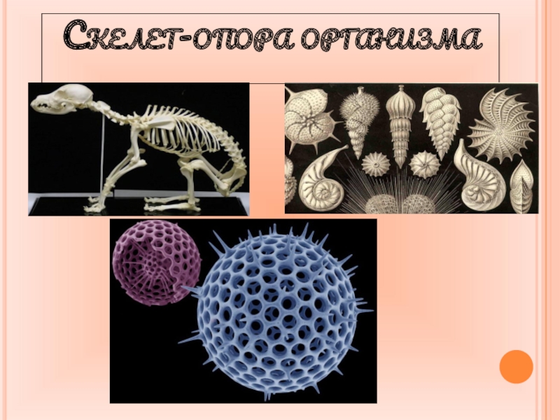 Скелет опора организма 6 класс биология презентация