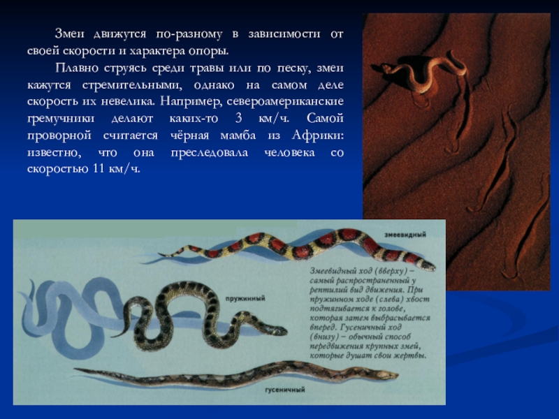 органы движения змей. передвижение змей. схема движения змеи. способы передвижения змеи. способы передвижения змеи.