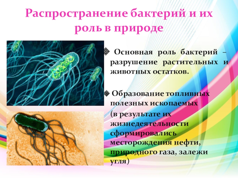 Общая характеристика бактерий 7 класс биология презентация. Распространение бактерий. Разнообразие бактерий их распространение в природе. Распространение бактерий в природе. Способы распространения бактерий.