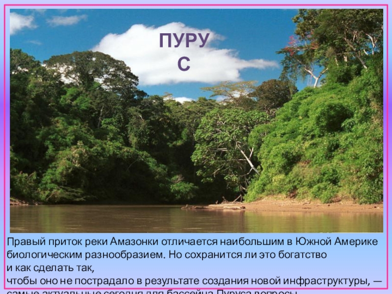 Количество рек в южной америке. Притоки реки Амазонка. Река Амазонка притоки амазонки. Река Амазонка Южная Америка притоки. Левые притоки реки Амазонка.