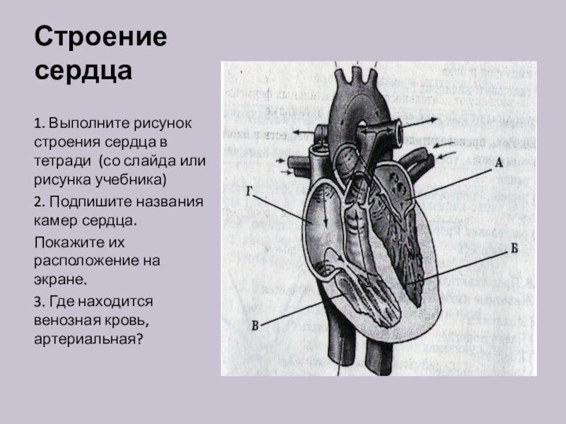 Какая структура сердца человека изображена на рисунке. Строение сердца. Строение сердца рисунок. Внешнее строение сердца. Внешнее строение сердца человека.