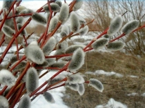 Презентация по литературному чтению на тему Апрельские шутки Н.И. Сладков (3класс)