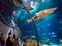 Океанариум