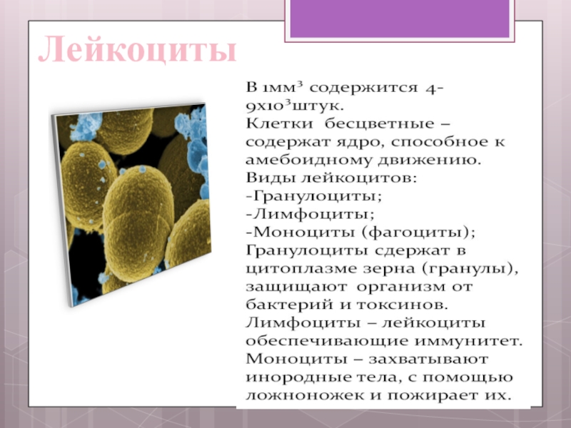 сегментированные ядра лейкоцитов препарат. лейкоциты ядро цитоплазма. лейкоциты ядро цитоплазма. агранулоциты (незернистые лейкоциты):. лейкоциты окраска цитоплазмы.