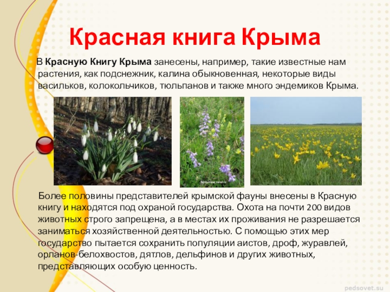 Природа родного края крым проект 3 класс окружающий мир