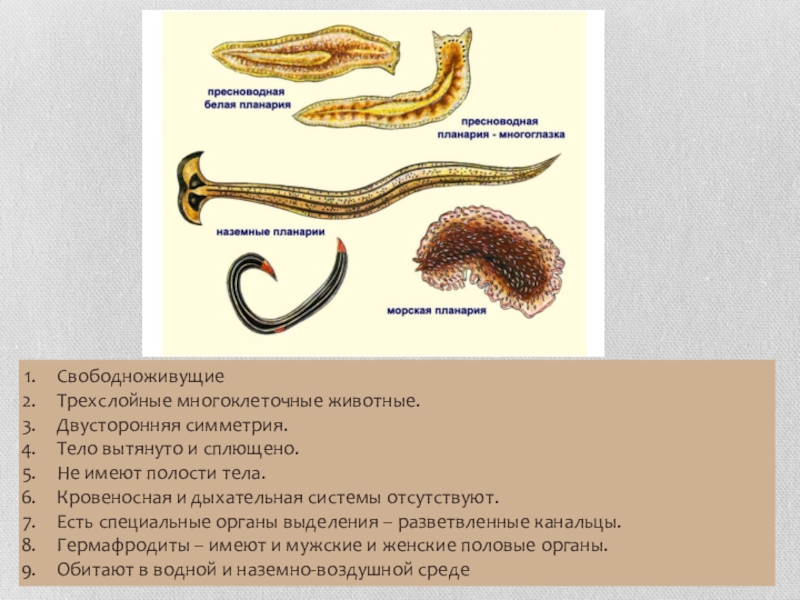 Трехслойные животные. Черви наземная планария. Дыхательная система планарии. Белая планария свободноживущее животное. Планария органы дыхания.